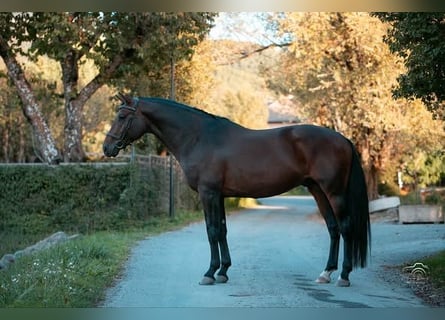 Autres races, Étalon, 5 Ans, 165 cm, Bai brun