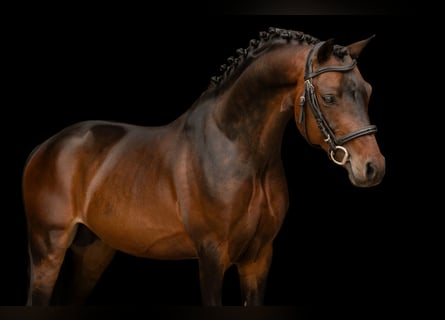 Autres races, Étalon, 6 Ans, 126 cm, Bai