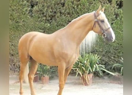 Autres races Croisé, Étalon, 7 Ans, 166 cm, Overo-toutes couleurs