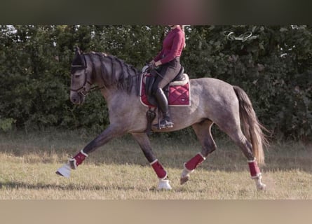 Autres races, Étalon, 8 Ans, 163 cm, Gris