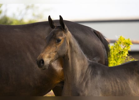 Autres races, Étalon, Poulain (04/2025), Bai