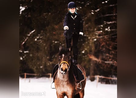 Autres races, Hongre, 10 Ans, 132 cm, Bai cerise