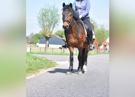Autres races, Hongre, 10 Ans, 148 cm, Bai brun
