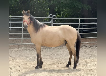 Autres races, Hongre, 10 Ans, 150 cm, Isabelle