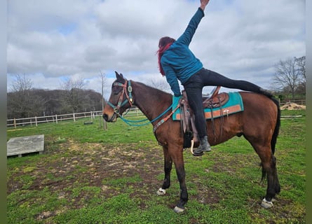 Autres races, Hongre, 10 Ans, 155 cm