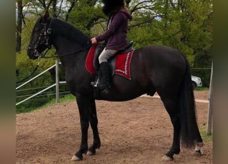Autres races Croisé, Hongre, 10 Ans, 160 cm, Noir