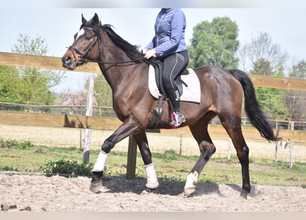 Autres races, Hongre, 10 Ans, 168 cm, Bai brun