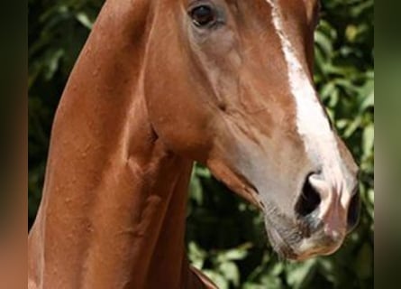 Autres races Croisé, Hongre, 10 Ans, 170 cm, Alezan brûlé