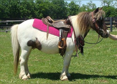 Autres races, Hongre, 10 Ans, 86 cm, Pinto