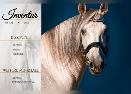 Autres races, Hongre, 11 Ans, 158 cm, Gris