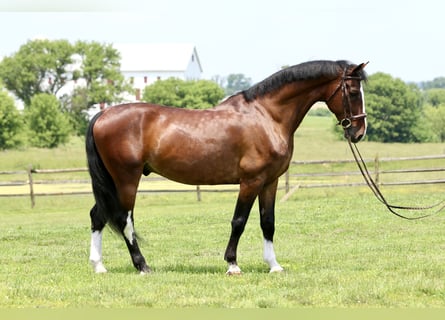 Autres races, Hongre, 13 Ans, 157 cm, Bai cerise