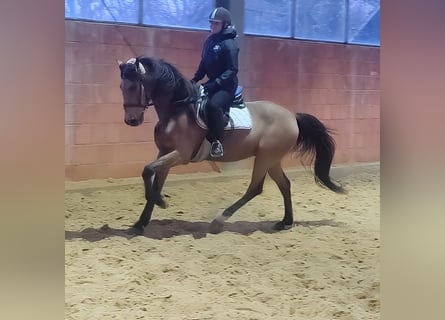 Autres races, Hongre, 14 Ans, 155 cm, Isabelle