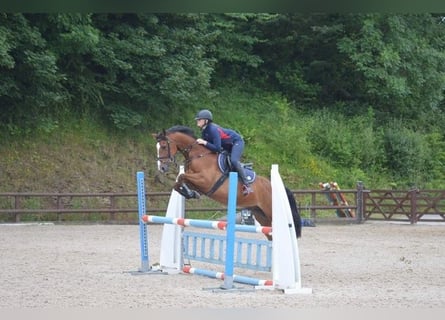 Autres races, Hongre, 16 Ans, 157 cm, Bai cerise