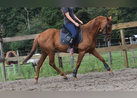 Autres races, Hongre, 16 Ans, 160 cm, Gris moucheté
