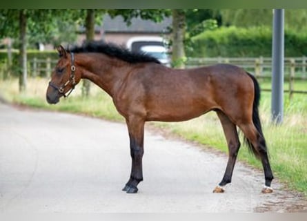 Autres races, Hongre, 2 Ans, 139 cm, Bai