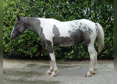 Autres races, Hongre, 3 Ans, 141 cm, Pinto