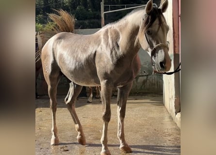 Autres races Croisé, Hongre, 3 Ans, 147 cm, Gris