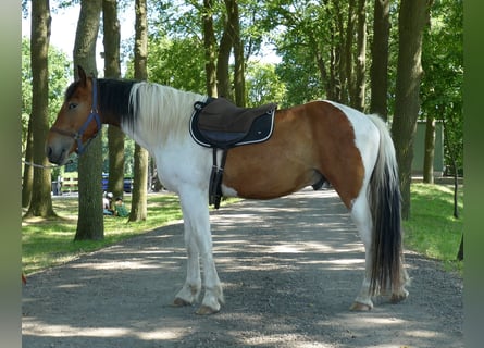 Autres races, Hongre, 3 Ans, 149 cm, Pinto