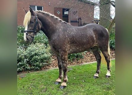 Autres races, Hongre, 3 Ans, 150 cm, Alezan brûlé