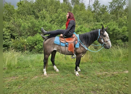 Autres races, Hongre, 3 Ans, 153 cm, Gris noir