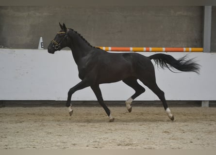 Autres races, Hongre, 3 Ans, 162 cm, Noir