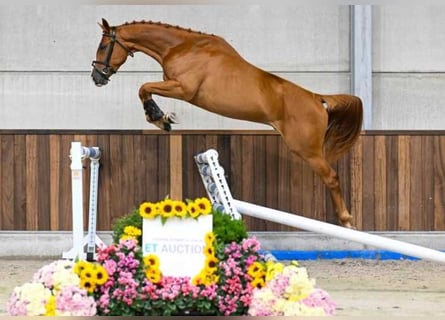 Autres races, Hongre, 3 Ans, 164 cm