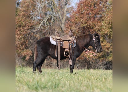 Autres races, Hongre, 4 Ans, 102 cm, Noir