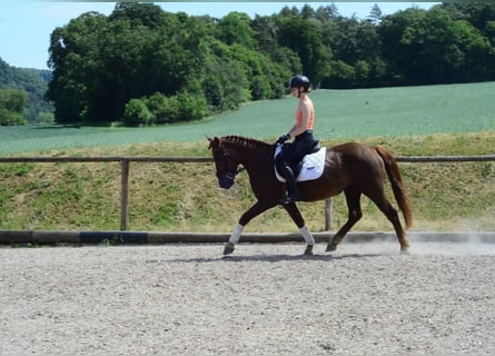 Autres races, Hongre, 4 Ans, 152 cm, Alezan