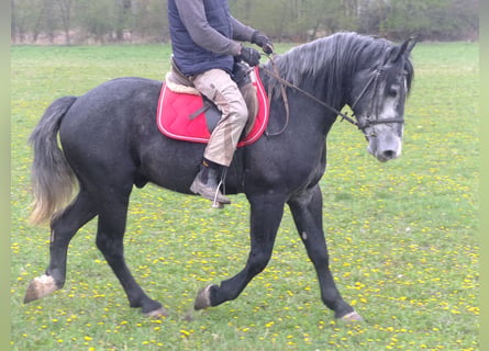 Autres races, Hongre, 4 Ans, 154 cm, Gris noir