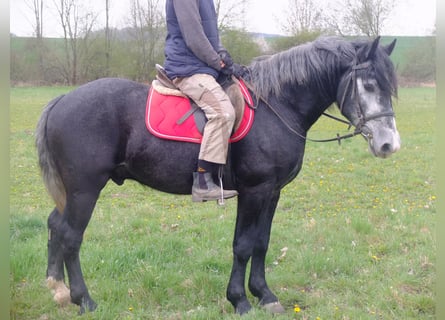 Autres races, Hongre, 4 Ans, 154 cm, Gris noir