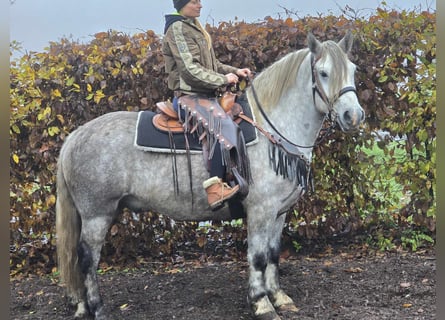 Autres races, Hongre, 4 Ans, 155 cm, Gris pommelé