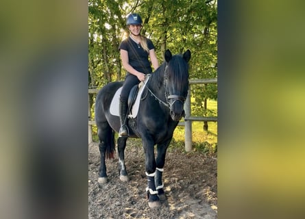 Autres races, Hongre, 4 Ans, 159 cm, Noir