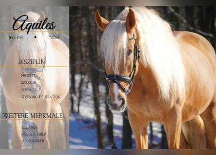 Autres races, Hongre, 4 Ans, 160 cm, Palomino