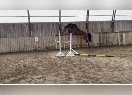 Autres races, Hongre, 4 Ans, 165 cm, Bai cerise