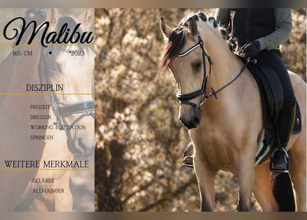 Autres races, Hongre, 4 Ans, 165 cm, Isabelle