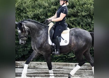 Autres races, Hongre, 4 Ans, 168 cm, Gris