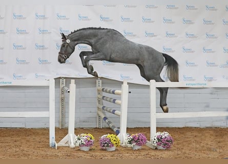 Autres races, Hongre, 4 Ans, 170 cm, Gris