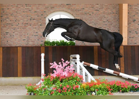 Autres races, Hongre, 4 Ans, 170 cm, Noir