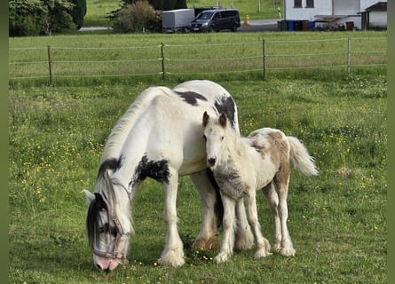 Autres races, Hongre, 5 Ans, 135 cm, Pinto