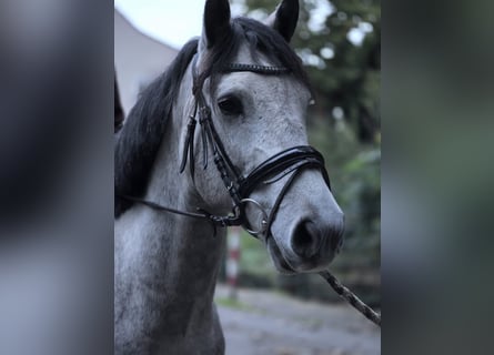 Autres races, Hongre, 5 Ans, 146 cm, Gris