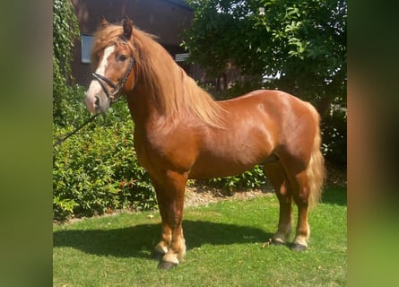 Autres races, Hongre, 5 Ans, 147 cm, Alezan