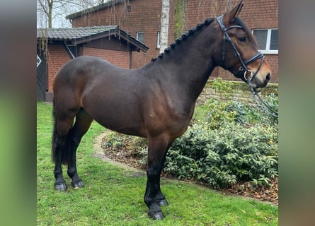 Autres races, Hongre, 5 Ans, 153 cm, Bai