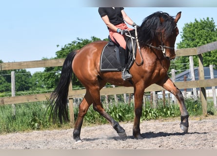 Autres races, Hongre, 5 Ans, 155 cm, Bai