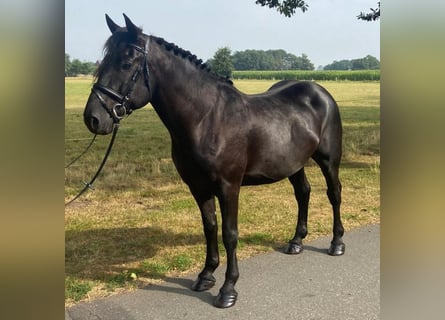 Autres races, Hongre, 5 Ans, 156 cm, Noir