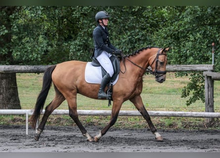 Autres races, Hongre, 5 Ans, 157 cm, Isabelle