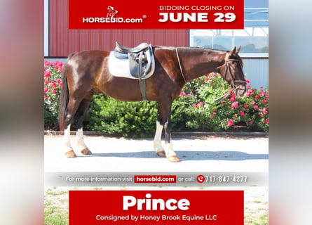 Autres races, Hongre, 5 Ans, Noir