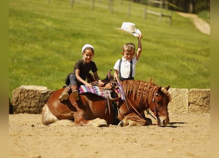 Autres races, Hongre, 6 Ans, 117 cm, Alezan cuivré