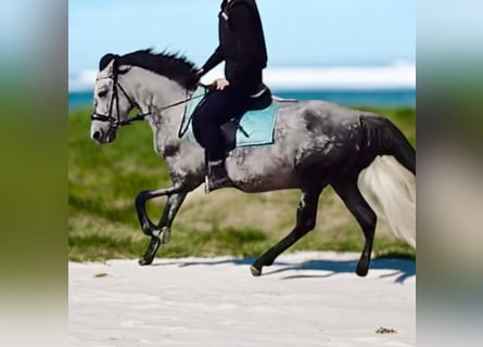 Autres races, Hongre, 6 Ans, 147 cm, Gris