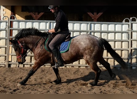 Autres races, Hongre, 6 Ans, 148 cm, Rouan Rouge