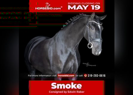 Autres races, Hongre, 6 Ans, 157 cm, Noir